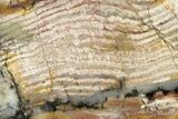 Polished Strelley Pool Stromatolite Slab - Billion Years Old #221691-1